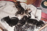 Die fünf Katzenjungen 1 Tag alt.